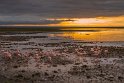 105 Amboseli Nationaal Park